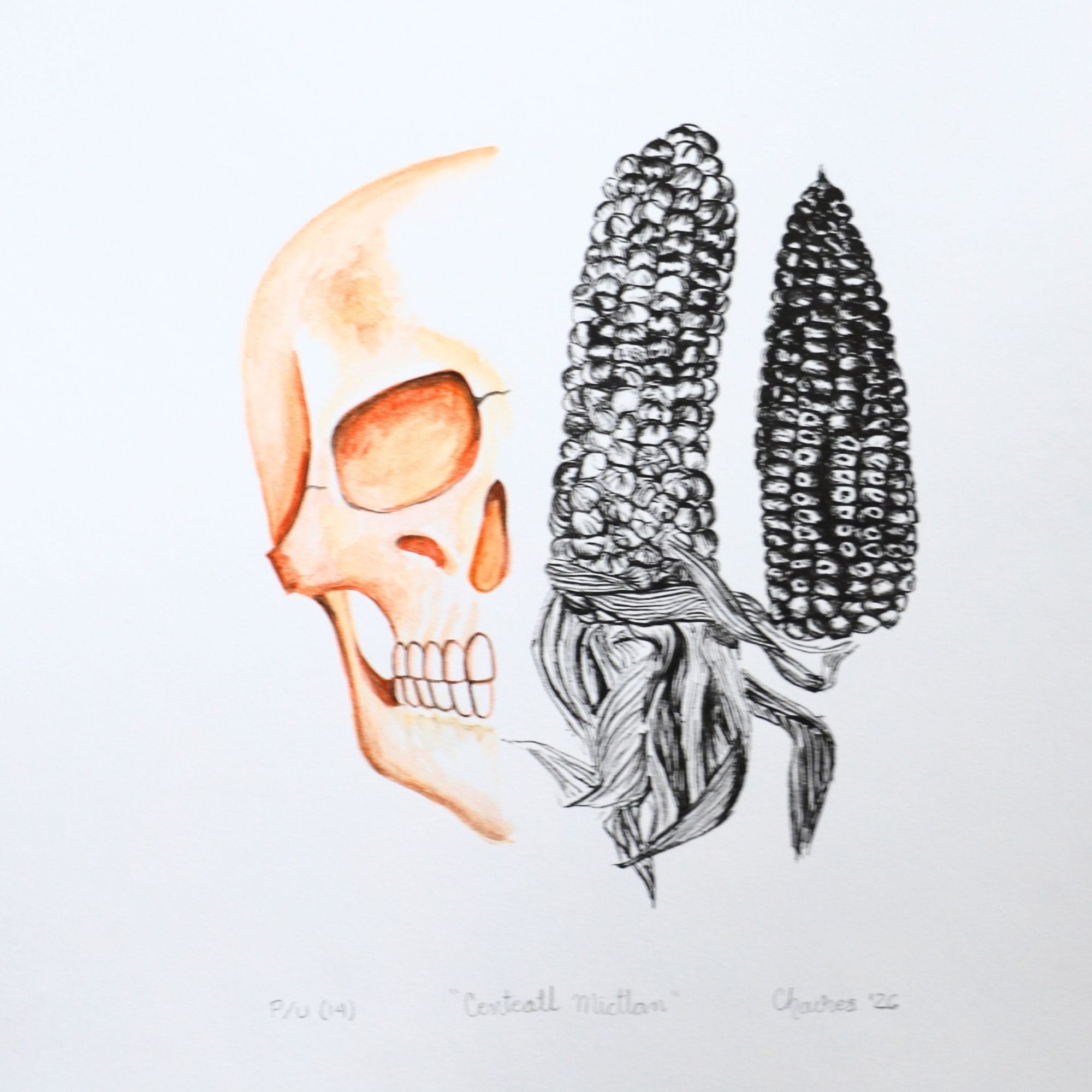 Calavera y maíz 2
